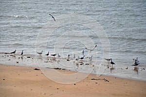 Flock of seagulls on a beach