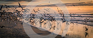 Flock of Seagulls at beach at sunset
