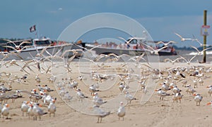 Flock of seagulls on the beach of Tybee Island, South Carolina, Georgia
