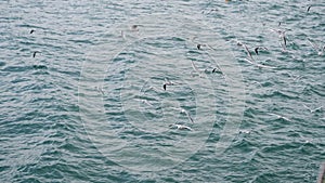 Flock of seagulls and birds flying above the sea.