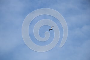 Flock of seagulls in the blue sky with clouds, birds