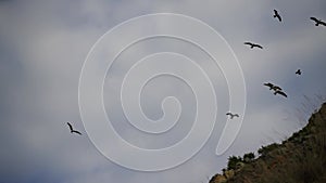 Flock of seagulls in blue sky with clouds sunny day. Over rocks and trees. Natural bird behavior in natural landscape.