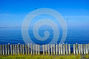 Flock of seagulls in blue sky, seascape of Veerse Meer, Netherlands