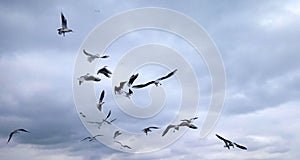 A flock of seagulls on cloudy sky background