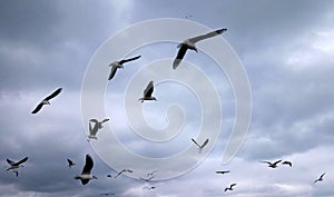 A flock of seagulls on cloudy sky background