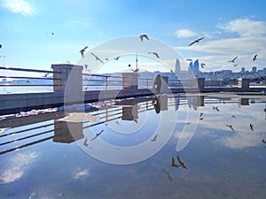 A flock of seagulls on cloudy sky background