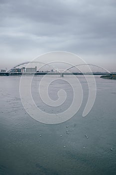 Flock of seagulls in Danube river in Novi Sad on cold winter day