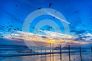 Flock of Seagulls in Daytona Beach, Florida, USA photo