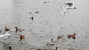 A flock of seagulls with ducks in the river. Birds in the lake. Seagulls take off above sea level