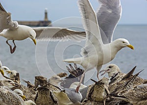 Flock Of Seagulls Feeding