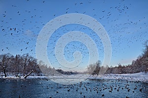 A flock of seagulls flies over the lake