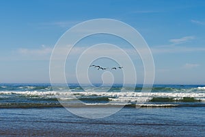 A flock of seagulls flies over the Pacific Ocean in Cannon Beach, Oregon, USA.