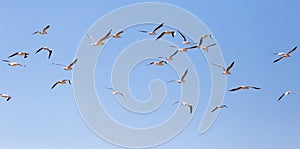 A flock of seagulls in flight