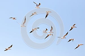 A flock of seagulls in flight