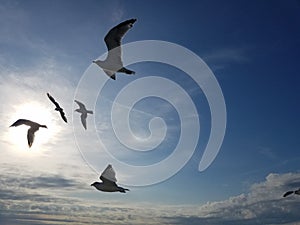 A flock of seagulls in flight