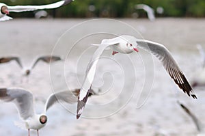 A Flock of Seagulls in Flight