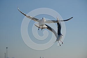 A flock of seagulls in flight