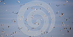 Flock of seagulls in flight