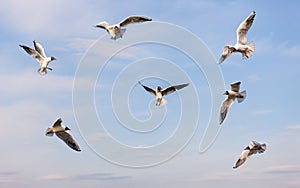 Flock of seagulls in flight