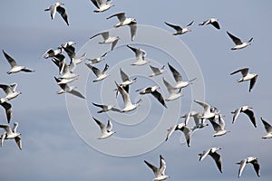 A flock of seagulls in flight.