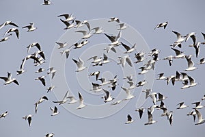 A flock of seagulls in flight.