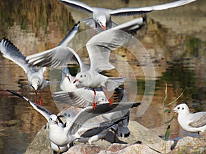 flock of seagulls in flight against the background of stones