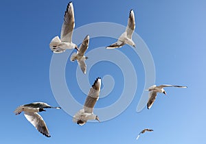 A flock of seagulls in flight against a sky.