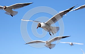 A flock of seagulls in flight against a sky.