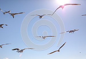 A flock of seagulls in flight against a sky.