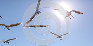 A flock of seagulls in flight against a sky.