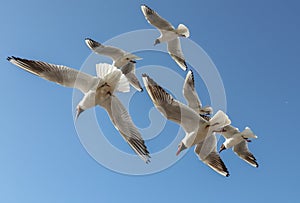 A flock of seagulls in flight against a sky.