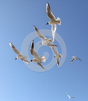 A flock of seagulls in flight against a sky.