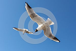 A flock of seagulls in flight against a sky.