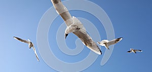 A flock of seagulls in flight against a sky.