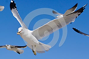 A Flock of Seagulls in Flight with Blue Sky