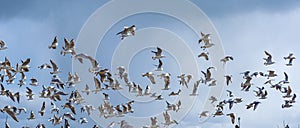 Flock of seagulls in flight, nature