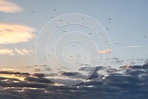 Flock of Seagulls in Flight at Sunset