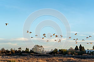Flock of seagulls in flight under a blue sky