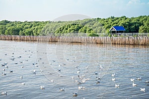 Flock of seagulls floating and flying over seaside Thailand in sunny day. Seagulls evacuate from China to Thailand every years.