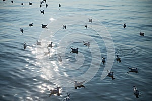 Flock of seagulls floating over seaside Thailand with sunshine glitter on water. Seagulls evacuate from China to Thailand