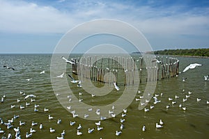 A flock of seagulls floats on the water. Bangpu Recreation cente
