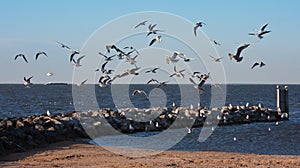 Flock of seagulls, flying above the beach of Urk, photo