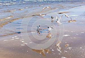 Flock of seagulls flying above the water, catching bread in the air, with a black crow standing at the background