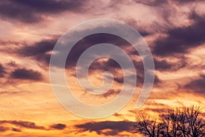 Flock of seagulls flying across colorful sunset sky