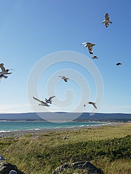 Flock of seagulls flying beach