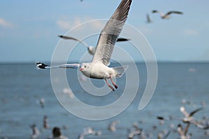 Flock of seagulls flying in the blue sky over sea Science name is Charadriiformes Laridae . Selective focus and shallow depth o photo