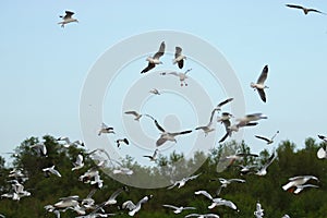 Flock of seagulls flying in the blue sky Science name is Charadriiformes Laridae . Selective focus and shallow depth of field. photo