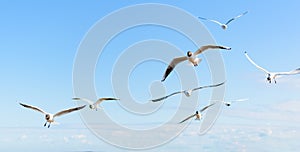 Flock of seagulls flying in the blue sky