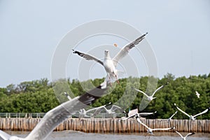 A flock of seagulls flying and eating food in the blue sky