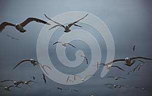 A flock of seagulls flying over the city on overcast days in Dalian, Liaoning Province, China